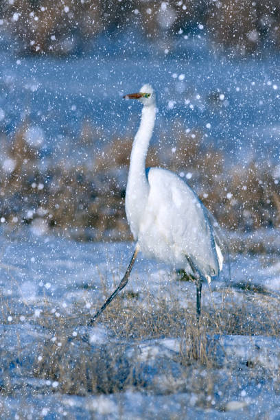istock Winter season and birds. Falling snow. White blue nature background. 1282142483