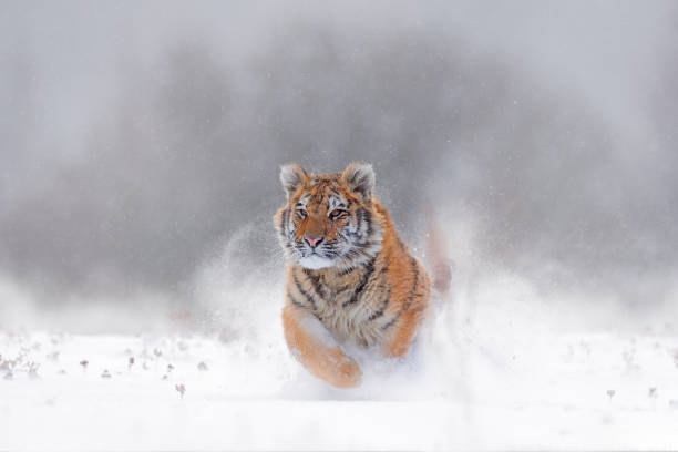 Tiger, cold winter in taiga, Russia. Snow flakes with wild Amur cat. Tiger snow run in wild winter nature. Siberian tiger, Panthera tigris altaica. Action wildlife scene with dangerous animal. tigre, frío invierno en taiga, rusia. escamas de nieve con gato amur salvaje. la nieve del tigre corre en la naturaleza salvaje del invierno. tigre siberiano, panthera tigris altaica. acción escena de vida silvestre con animales peligrosos.