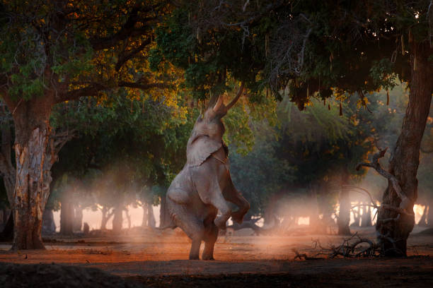Boswell elephant at Mana Pools NP, Zimbabwe in Africa, stand up on his hind legs, sun set. Magic wildlife in nature. Elephant, high stretched trunk, trying to reach on the leaves, wildlife, sunset. elefante boswell en mana pools np, zimbabue en africa, de pie sobre sus patas traseras, puesta de sol. vida silvestre mágica en la naturaleza. elefante, tronco estirado alto, tratando de alcanzar las hojas, la vida silvestre, la puesta de sol.