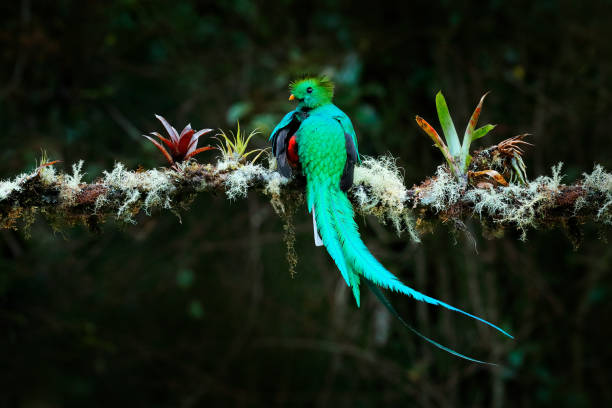 quetzal, pharomachrus mocinno, de la naturaleza costa rica con bosque verde. magnífico pájaro sagrado mistic verde y rojo. quetzal resplandeciente en hábitat de la selva. widlife escena de costa rica. - mistic fotografías e imágenes de stock