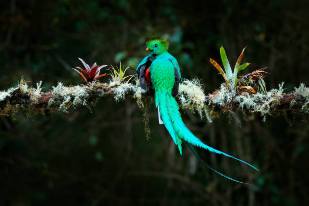 quetzal, pharomachrus mocinno, z natury kostaryka z zielonym lasem. wspaniały święty mistic zielony i czerwony ptak. olśniewający quetzal w środowisku dżungli. scena widlife z kostaryki. - mistic zdjęcia i obrazy z banku zdjęć
