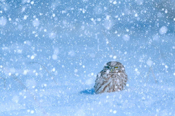 istock Winter season and birds. Falling snow. white blue nature background. 1282142642