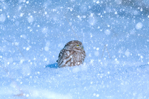 istock Winter season and birds. Falling snow. white blue nature background. 1282142655