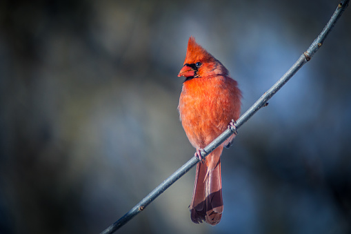 Northern cardinal, a fully bright red bird, visits the feeders.