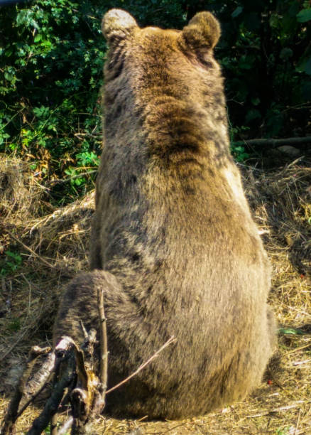 istock Huge brown bear enjoying a sunbath in the Kuterevo reserve 1282142907