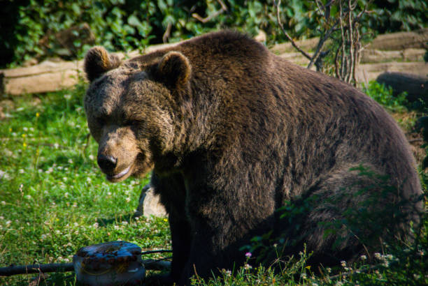 Huge brown bear eating fruit in a huge ice block