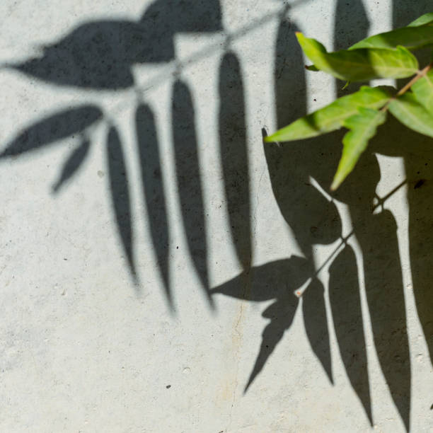 istock Shadows of oblong leaves on a gray concrete wall. 1282144468