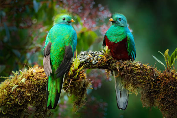 quetzal, pharomachrus mocinno, de la naturaleza costa rica con bosque verde. magnífico pájaro sagrado mistic verde y rojo. quetzal resplandeciente en hábitat de la selva. widlife escena de costa rica. - mistic fotografías e imágenes de stock