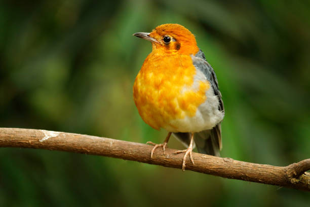 Orange-headed thrush, Zoothera citrina, orange and black songbird. Bird sitting on tree branch, China. Rare bird in nature habitat. Wildlife scene from Asia. Animasl in the habitat. Orange-headed thrush, Geokichla Zoothera citrina, orange and black songbird. Bird sitting on tree branch, China. Rare bird in nature habitat. Wildlife scene from Asia. Animasl in the habitat. orange headed thrush bird stock pictures, royalty-free photos & images