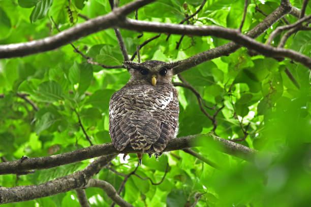 istock Spot-Bellied Eagle Owl bird sitting on the tree 1282146714