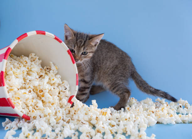 istock Kitten sprinkled a bucket of popcorn on a blue background 1282147745