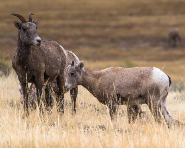 istock Mountain Sheep of Montana 1282147863