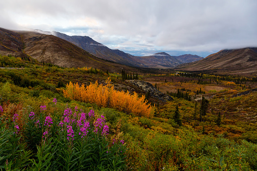 Beautiful View of Colourful Fall Forest and Mountains in Tombstone on a Cloudy Morning. Tombstone Territorial Park, Yukon, Canada. Nature Background Panorama