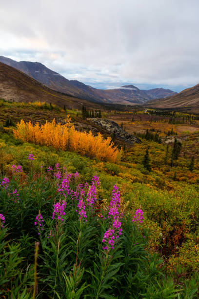 Beautiful View of Colourful Fall Forest and Mountains in Tombstone on a Cloudy Morning. Tombstone Territorial Park, Yukon, Canada. Nature Background Panorama