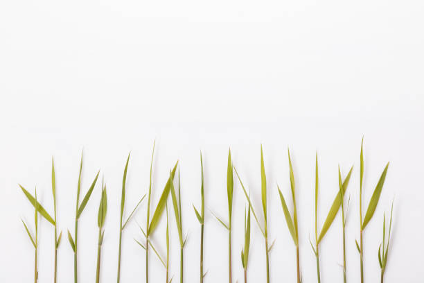 istock Common reed or southern reed on white background 1282150502