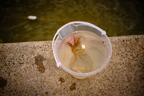 A crabbing bucket next to the sea with one crab.