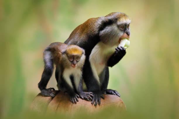 istock Fruit feeding family. Campbell's mona monkey or Campbell's guenon monkey, Cercopithecus campbelli, in nature habitat. Primate from Ivory Coast, Gambia, Ghana, tropic Africa 1282152399