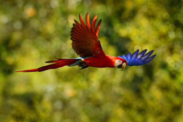 istock Red blue macaw parrot flying in dark green vegetation with beautiful back light and rain. Scarlet Macaw, Ara macao, in tropical forest, Costa Rica. Wildlife scene from tropical nature. Red in forest. 1282152400