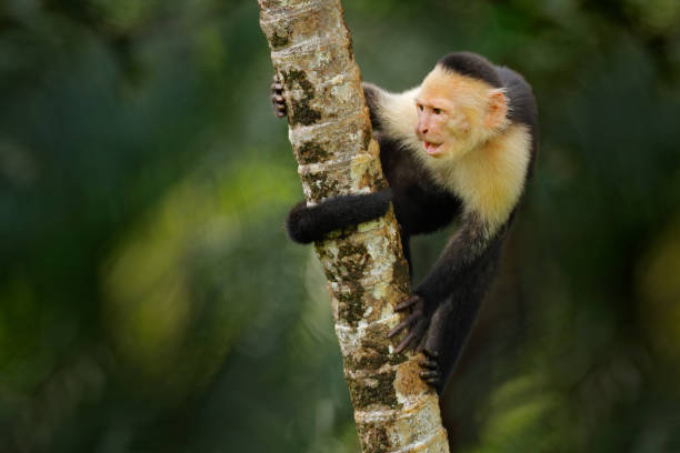 istock White-headed Capuchin, black monkey sitting and shake one's fist on tree branch in the dark tropical forest. Wildlife of Costa Rica. Travel holiday in Central America. Open muzzle with tooth. 1282152403