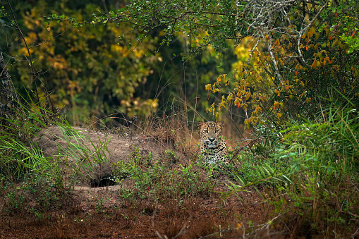 Leopard in Wilpattu. Leoprad hidden in green vegetation. Leopard from Sri Lanka, Panthera pardus kotiya, big spotted cat lying on the tree in the nature habitat, Yala national park, Sri Lanka.