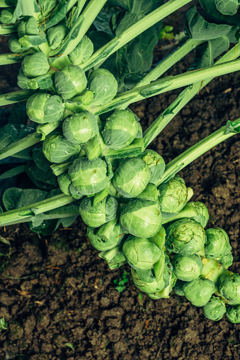 Brussels sprouts ready for harvesting