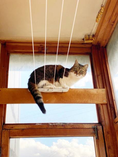 istock Cat on a lingerie drying rack 1282153204