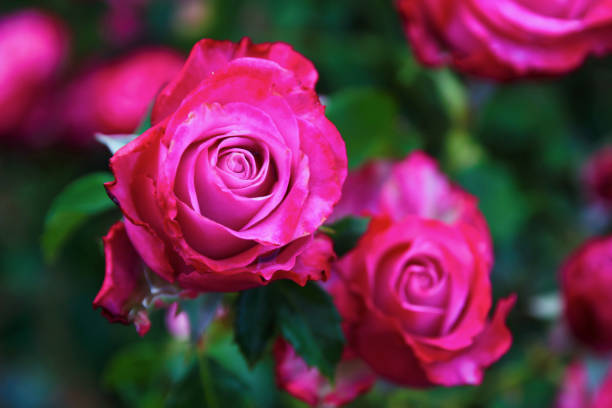 istock beautiful pink rose - Crete Greece 1282154745