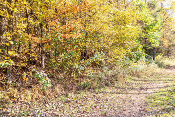 istock Footpath Alongside Autumn Leaves in Georgia Mountains 1282154905