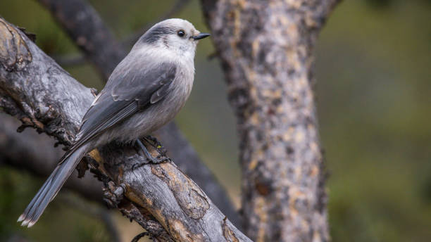 istock Gray Jay in Yellowstone National Park 1282156301