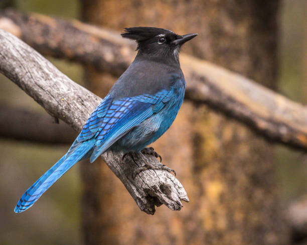 istock Gray Jay in Yellowstone National Park 1282156322