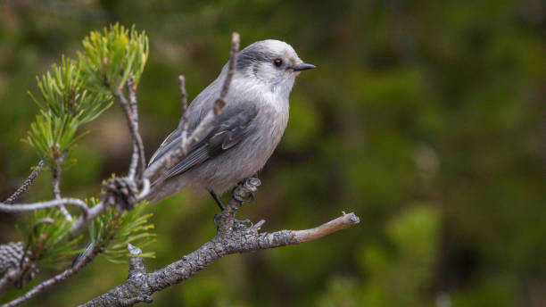 istock Gray Jay in Yellowstone National Park 1282156422