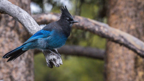 istock Gray Jay in Yellowstone National Park 1282156429