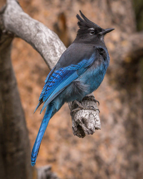 istock Gray Jay in Yellowstone National Park 1282156476