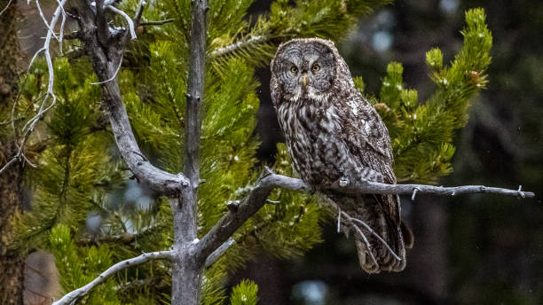 istock Great Gray Owl in Yellowstone National Park 1282156577