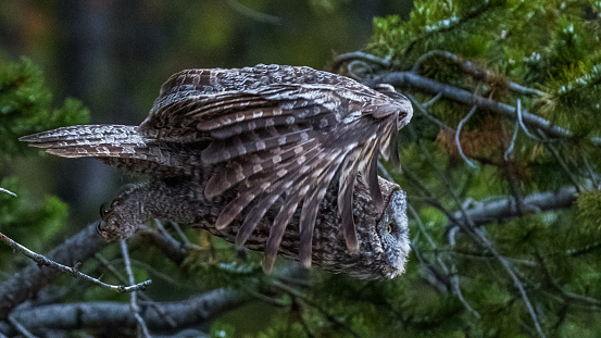 Great Gray Owl in Yellowstone National Park