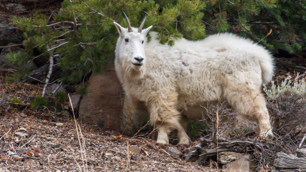 istock Mountain Goat in Yellowstone National Park 1282156726