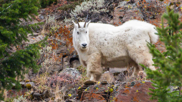 istock Mountain Goat in Yellowstone National Park 1282156820