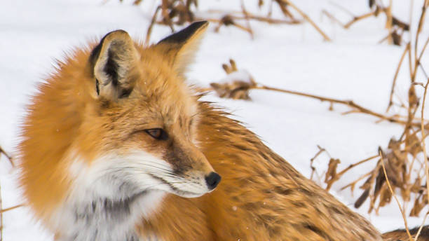 istock Fox in Yellowstone National Park 1282156883
