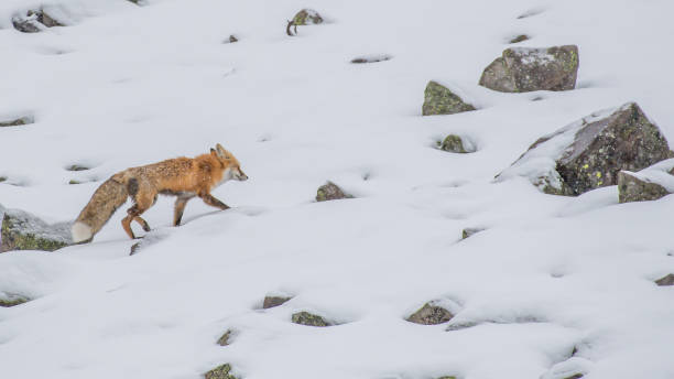 istock Fox in Yellowstone National Park 1282156918