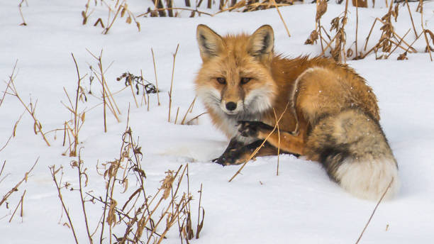 istock Fox in Yellowstone National Park 1282156934