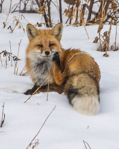 istock Fox in Yellowstone National Park 1282156948