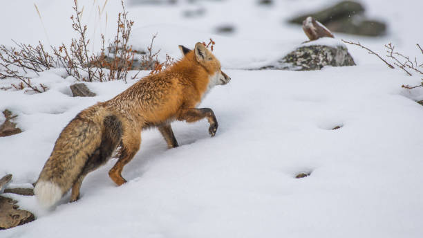 istock Fox in Yellowstone National Park 1282156976