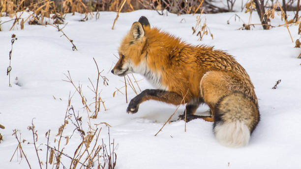 istock Fox in Yellowstone National Park 1282156978