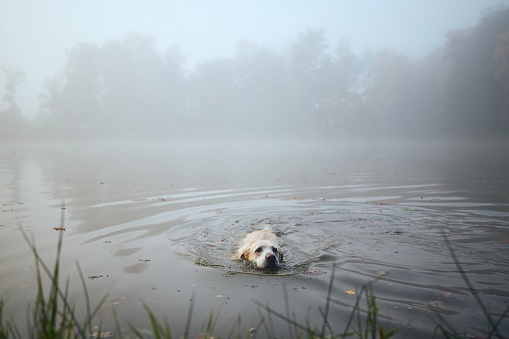 Playful dog (labrador retriever) swimming in lake during cold autumn morning.