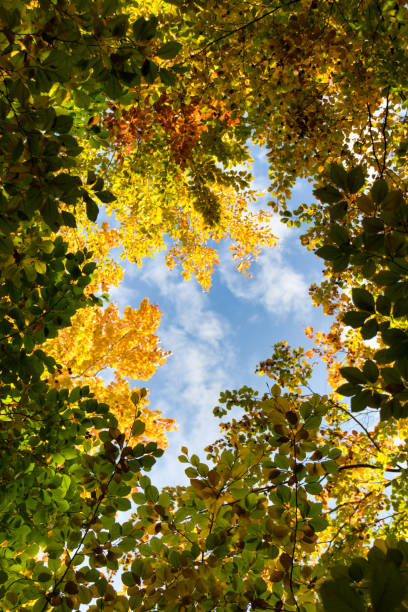 istock wonderful colorful autumn scenery at a forest 1282157160