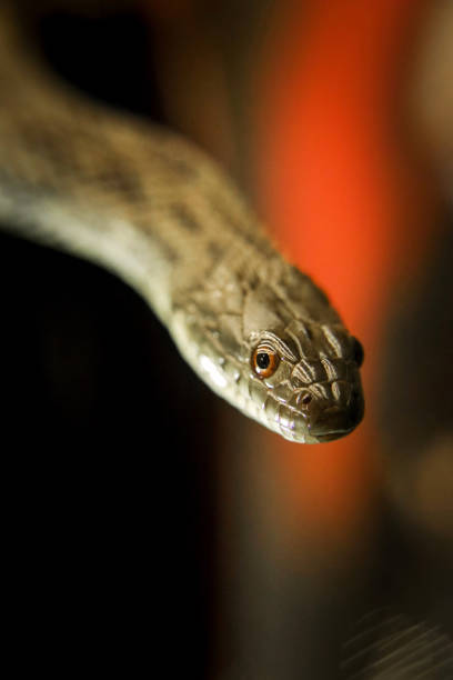 istock Water diamond snake Nerodia rhombifer 1282157796