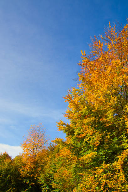 istock wonderful colorful autumn scenery at a forest 1282157818