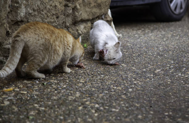 gatti randagi che mangiano per strada - domestic cat animals feeding pet food food foto e immagini stock