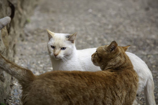 istock Abandoned street cats 1282157847