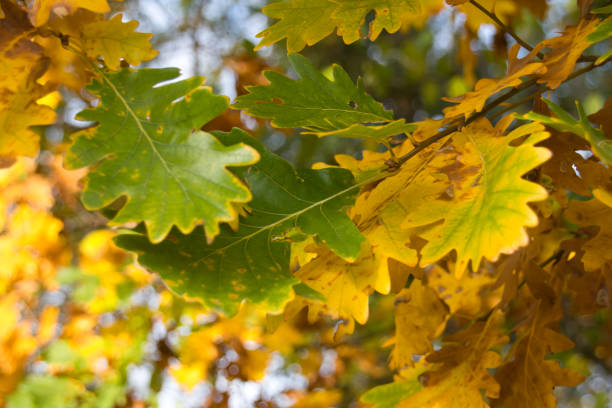 istock wonderful colorful autumn scenery at a forest 1282158146